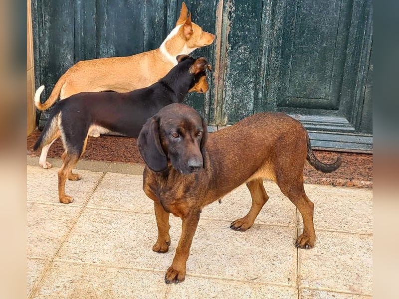 NUBIA-liebenswürdig, sanft, freundlich, höflich, unaufgeregt fehlt nur noch ein  liebevolles Zuhause