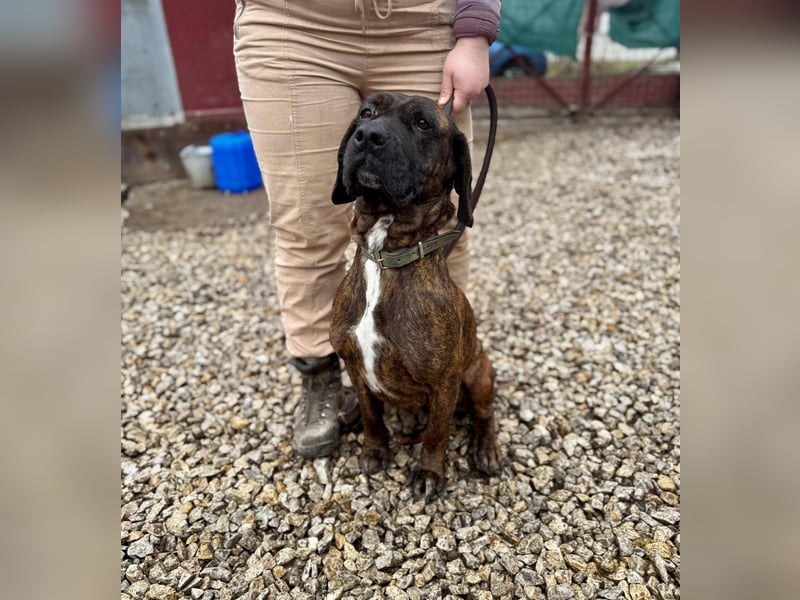 VESNA ca. 8 J. BGS-mix- Seelenhündin sucht Geborgenheit