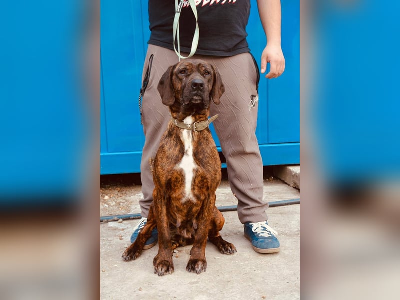 VESNA ca. 8 J. BGS-mix- Seelenhündin sucht Geborgenheit