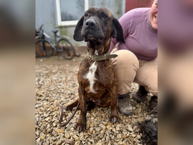 VESNA ca. 8 J. BGS-mix- Seelenhündin sucht Geborgenheit