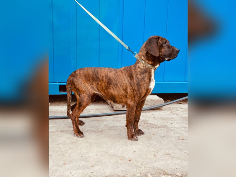 VESNA ca. 8 J. BGS-mix- Seelenhündin sucht Geborgenheit