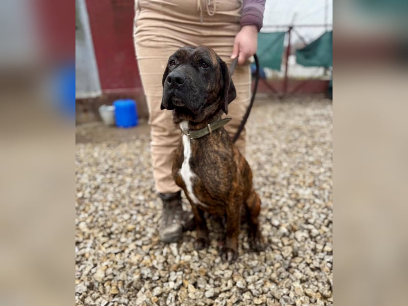 VESNA ca. 8 J. BGS-mix- Seelenhündin sucht Geborgenheit