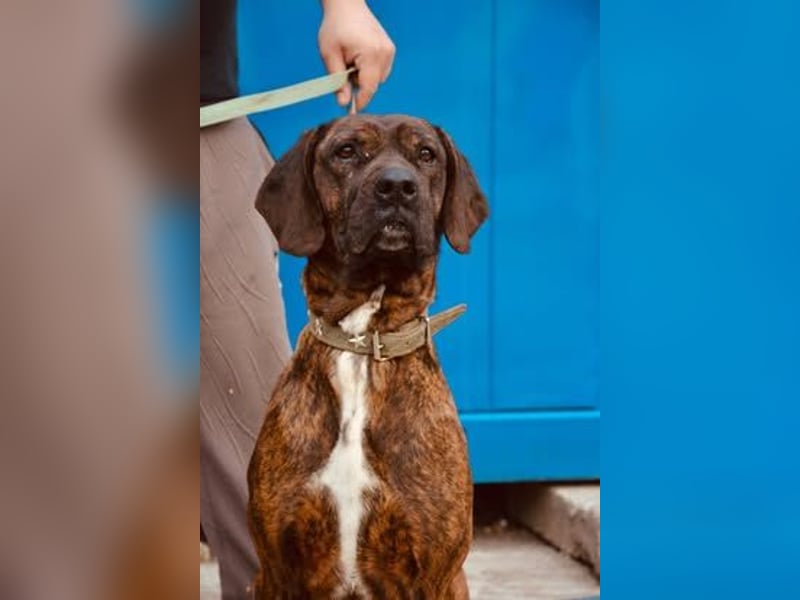 VESNA ca. 8 J. BGS-mix- Seelenhündin sucht Geborgenheit