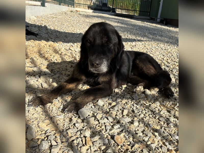 Momo braucht ein liebevolles Zuhause