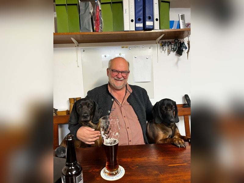 Bayerischen gebirgsschweißhund