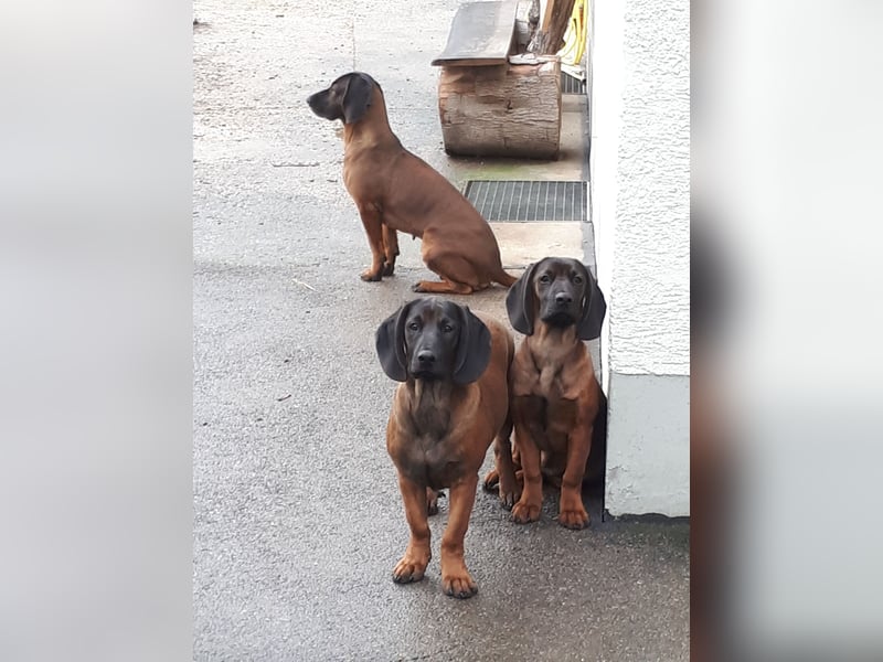 Bayerischen gebirgsschweißhund
