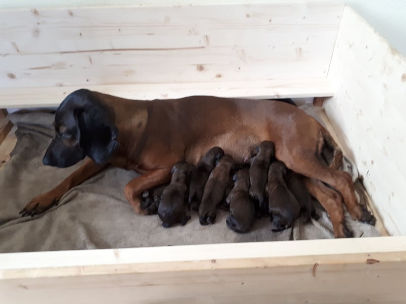 Bayerischen gebirgsschweißhund