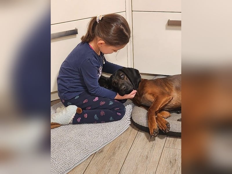 Bayerischen gebirgsschweißhund