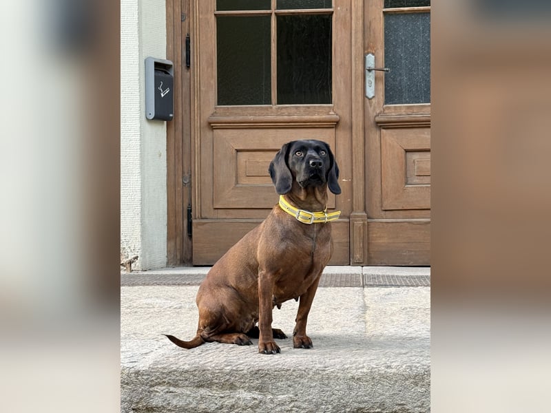 Wurfankündigung Bayerische Gebirgsschweißhund Welpen BGS Welpen mit Papieren