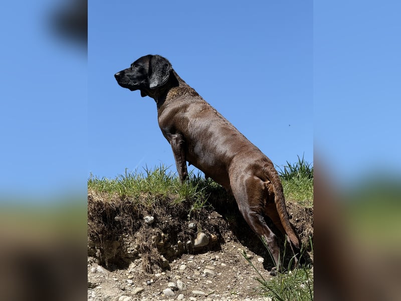 Wurfankündigung Bayerische Gebirgsschweißhund Welpen BGS Welpen mit Papieren
