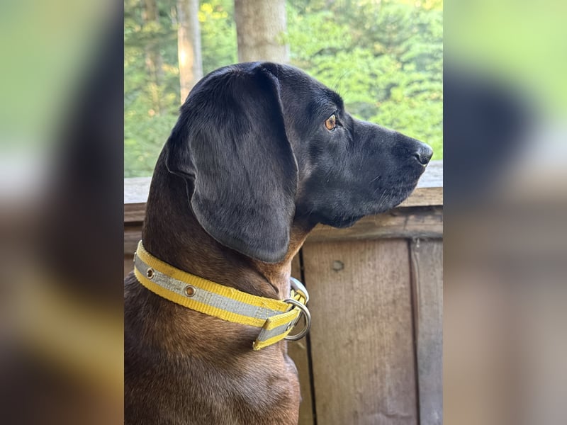 Wurfankündigung Bayerische Gebirgsschweißhund Welpen BGS Welpen mit Papieren