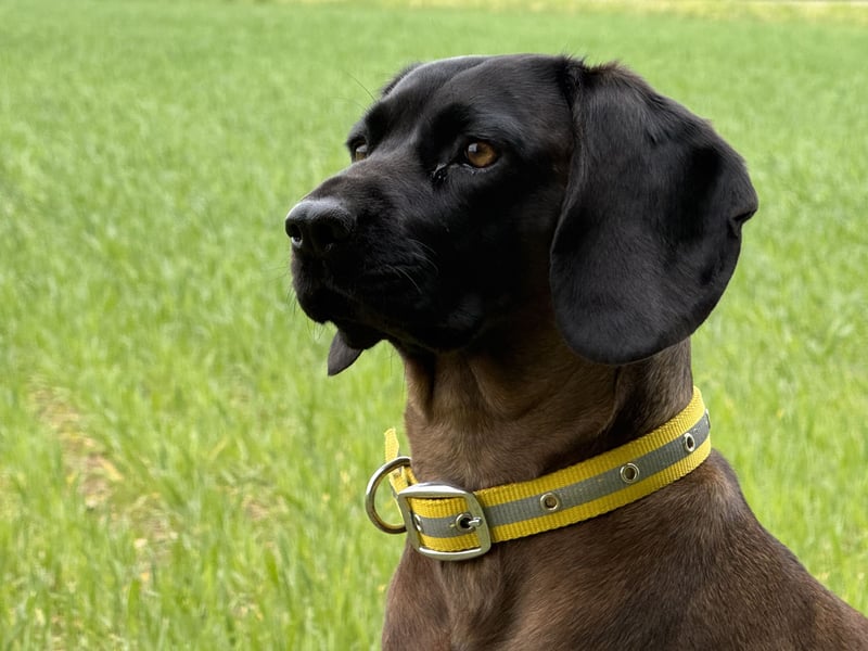 Wurfankündigung Bayerische Gebirgsschweißhund Welpen BGS Welpen mit Papieren