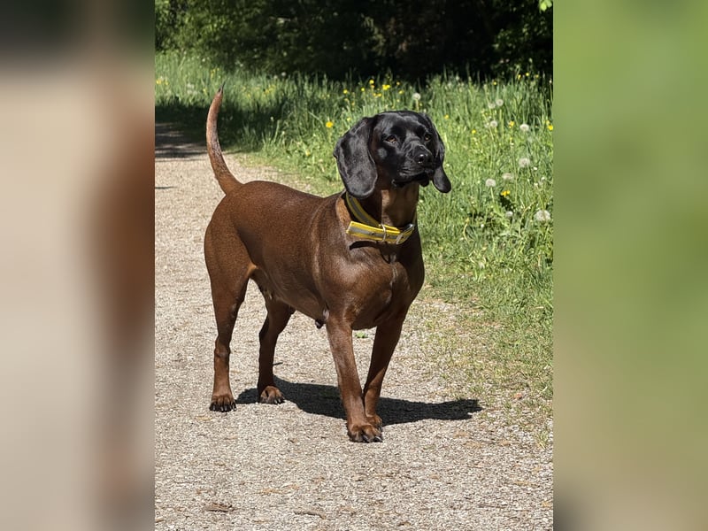 Wurfankündigung Bayerische Gebirgsschweißhund Welpen BGS Welpen mit Papieren