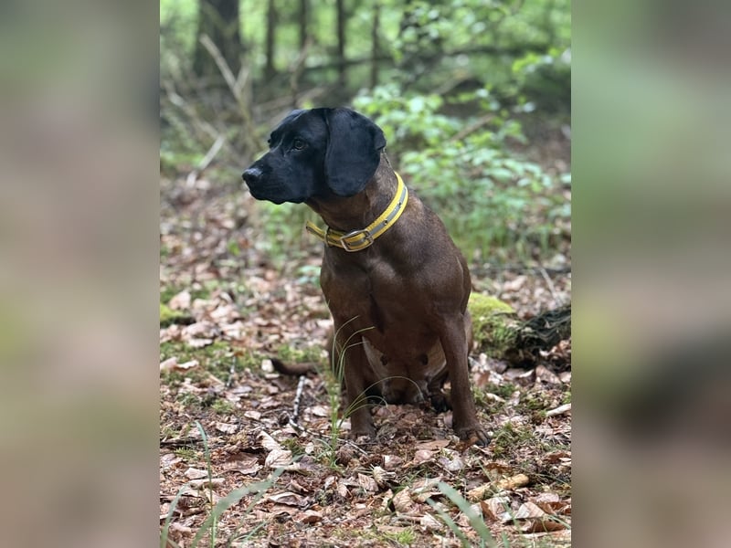 Wurfankündigung Bayerische Gebirgsschweißhund Welpen BGS Welpen mit Papieren