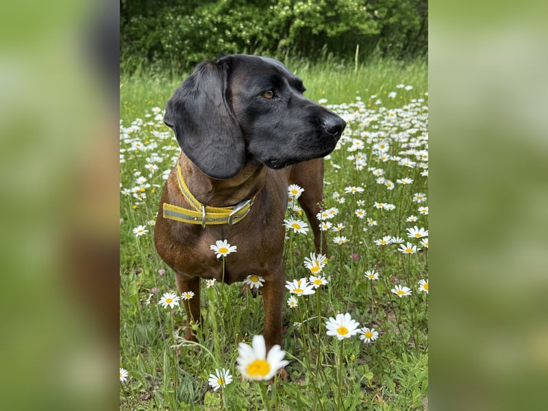 Wurfankündigung Bayerische Gebirgsschweißhund Welpen BGS Welpen mit Papieren