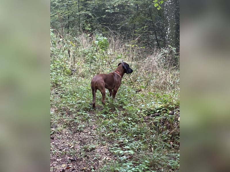 Bayerischer Gebirgsschweißhund