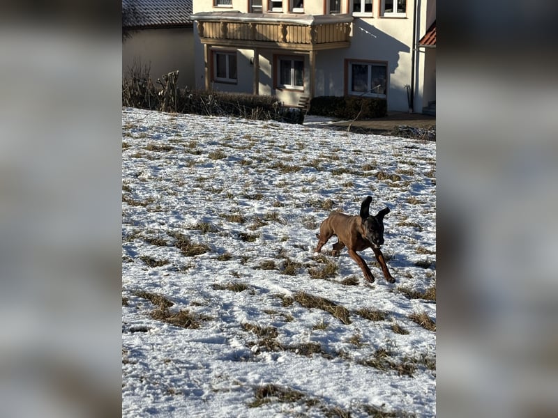 Bayerischer Gebirgsschweißhund
