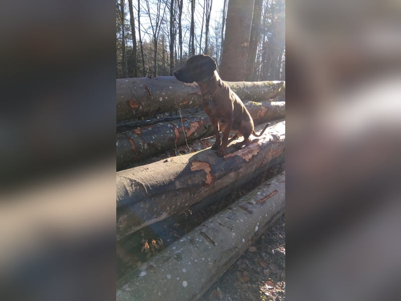 Bayerischer Gebirgsschweißhund