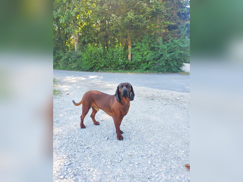 Bayerische Gebirgsschweißhund Welpen BGS Welpen mit Papieren