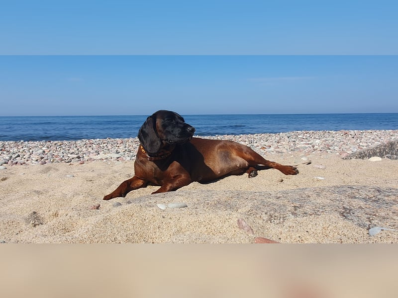 Bayerische Gebirgsschweißhund Welpen BGS Welpen mit Papieren