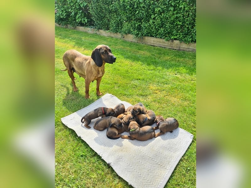 9 Welpen Bayerischer Gebirgsschweißhund