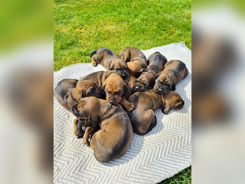 9 Welpen Bayerischer Gebirgsschweißhund