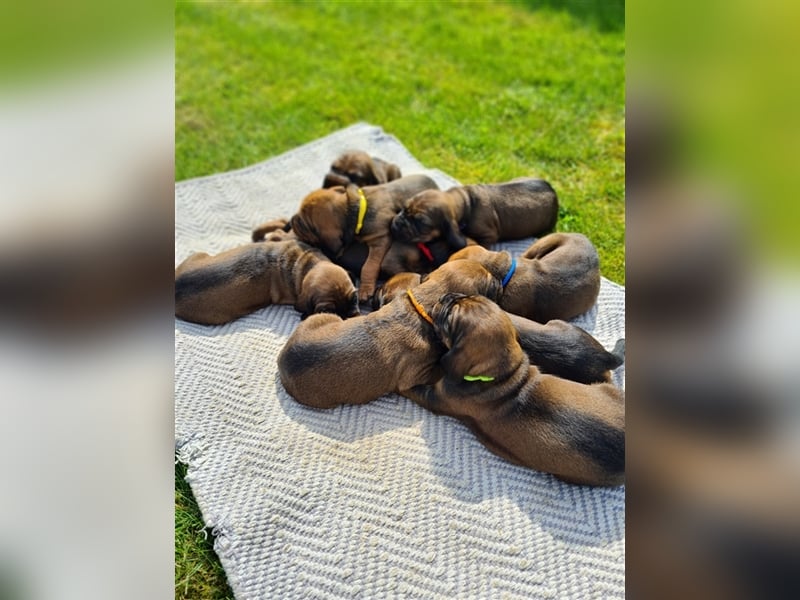 9 Welpen Bayerischer Gebirgsschweißhund