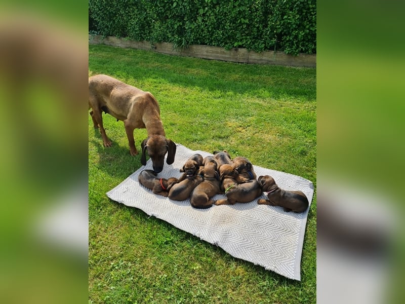 9 Welpen Bayerischer Gebirgsschweißhund