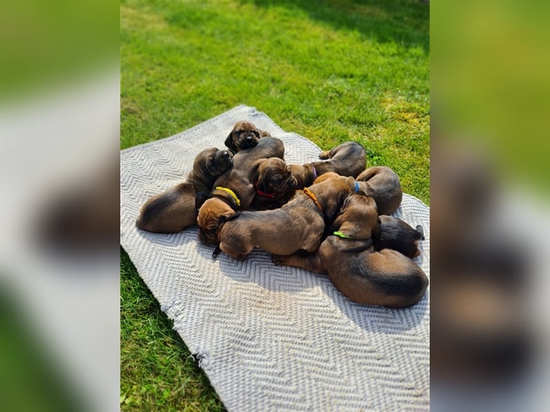 9 Welpen Bayerischer Gebirgsschweißhund