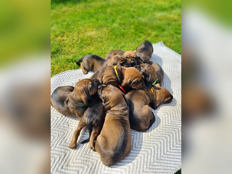 9 Welpen Bayerischer Gebirgsschweißhund