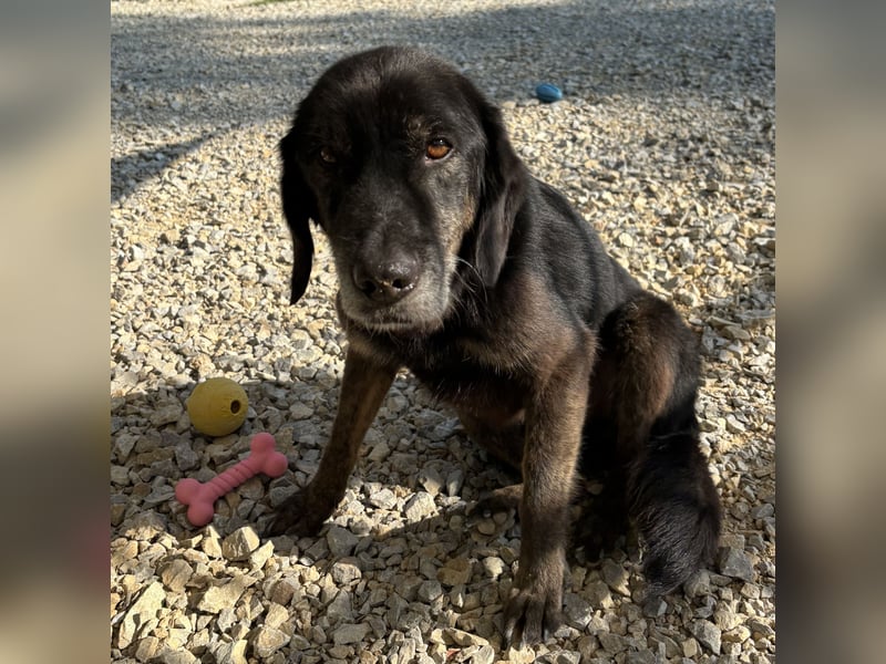 Momo braucht ein liebevolles Zuhause