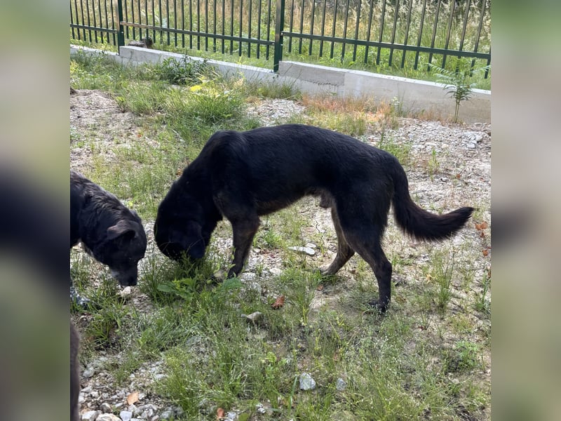 Momo braucht ein liebevolles Zuhause