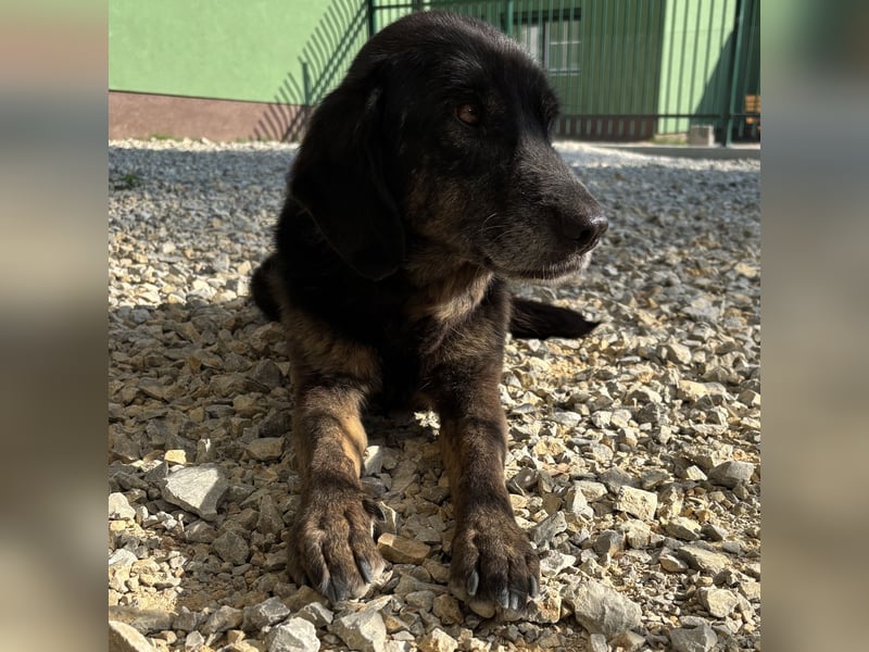 Momo braucht ein liebevolles Zuhause