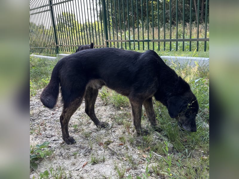 Momo braucht ein liebevolles Zuhause