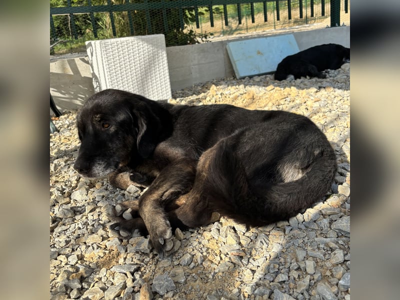 Momo braucht ein liebevolles Zuhause