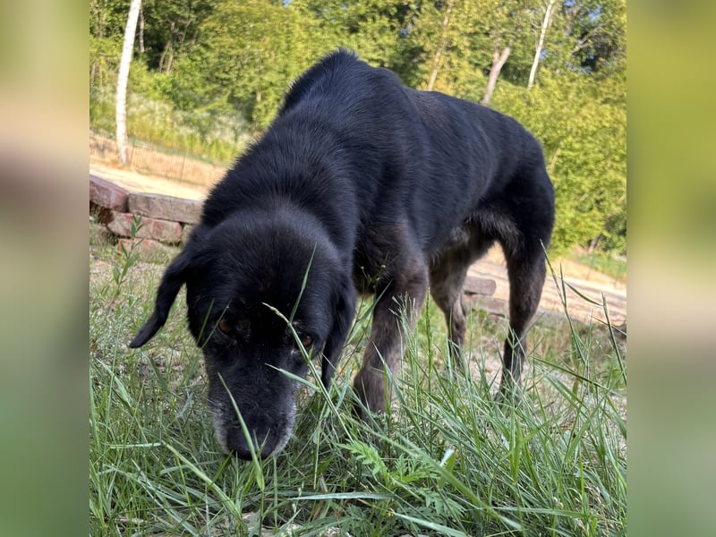 Momo braucht ein liebevolles Zuhause