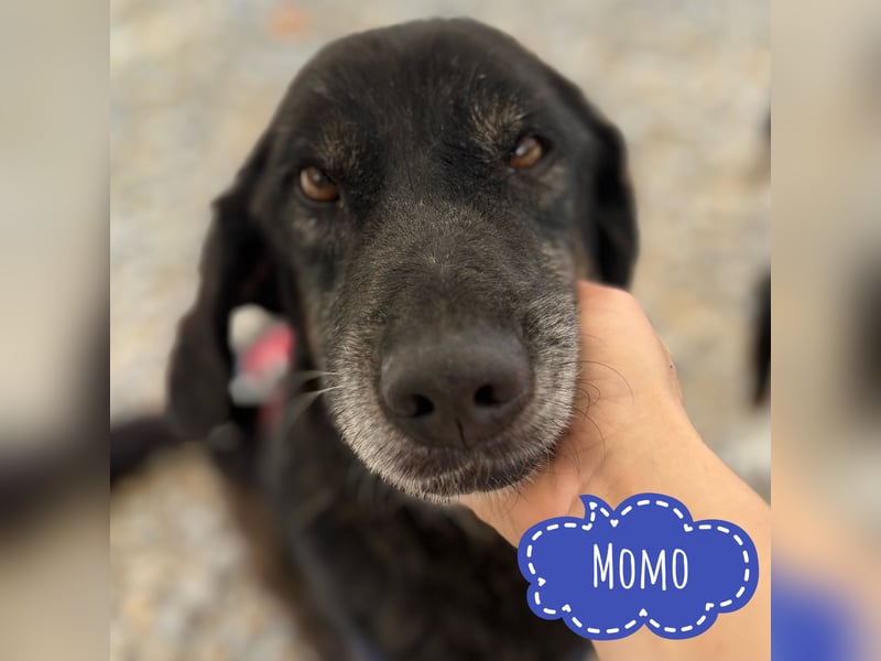 Momo braucht ein liebevolles Zuhause