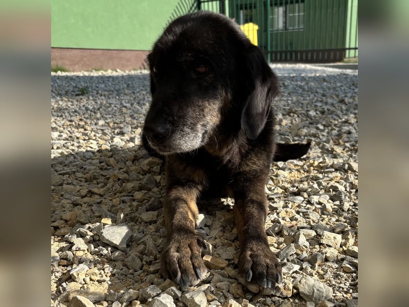 Momo braucht ein liebevolles Zuhause