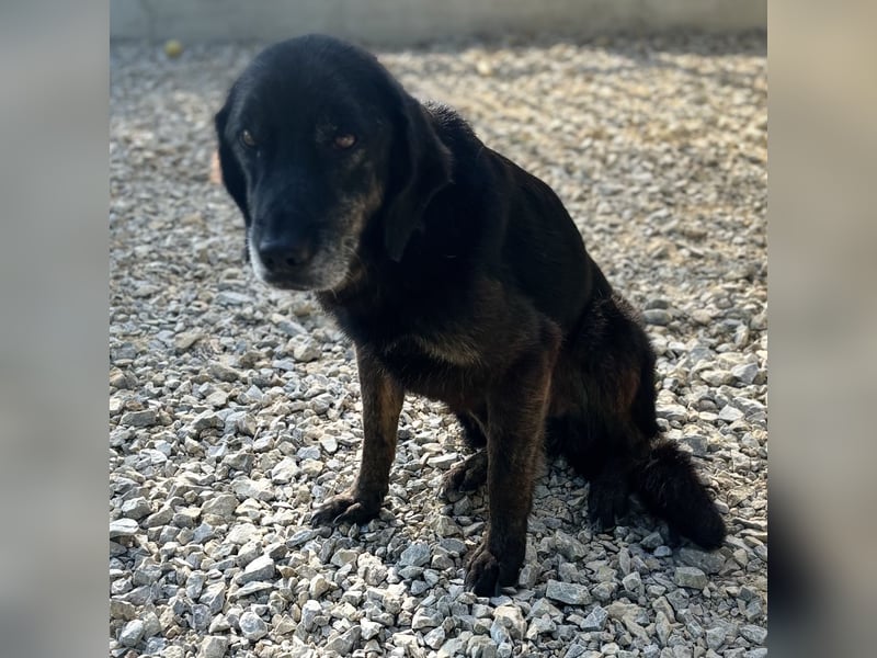 Momo braucht ein liebevolles Zuhause