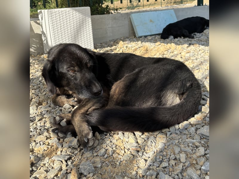 Momo braucht ein liebevolles Zuhause