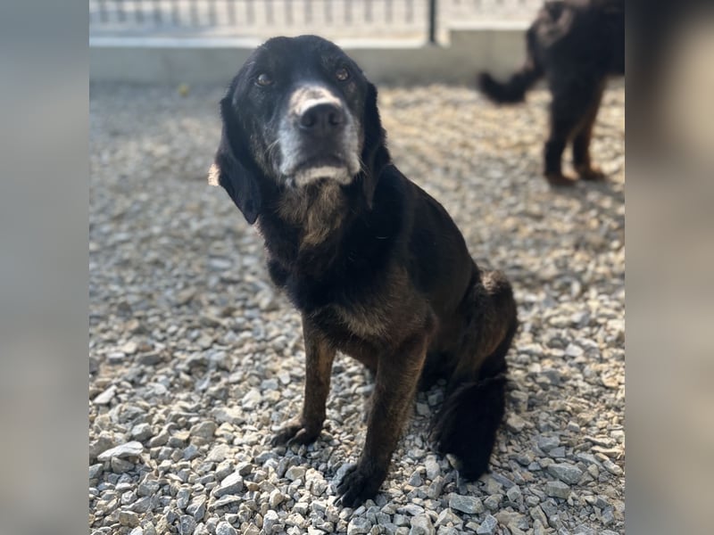Momo braucht ein liebevolles Zuhause