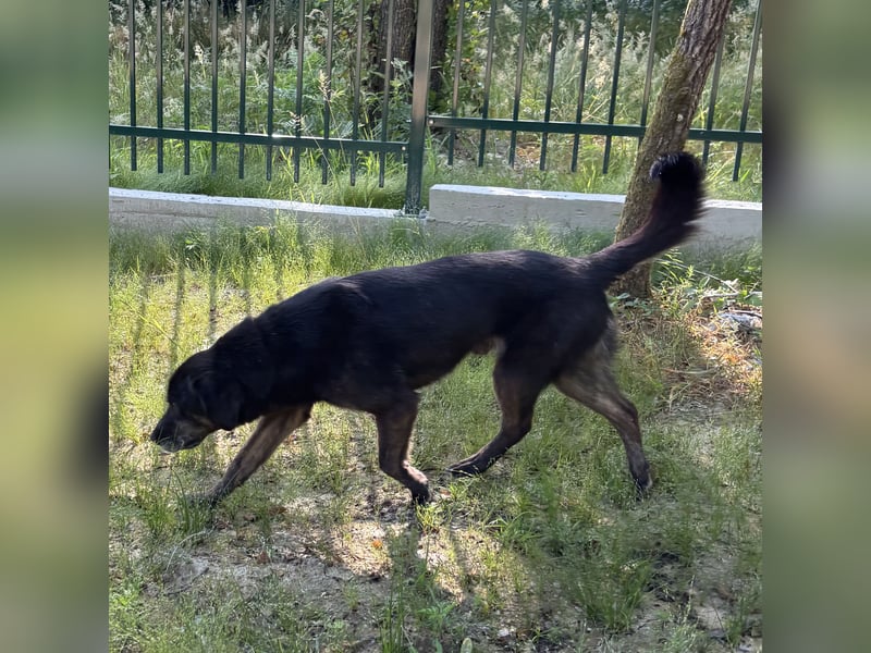 Momo braucht ein liebevolles Zuhause