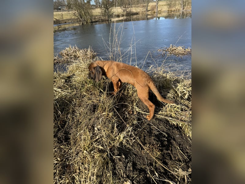 Bayrischer Gebirgsschweißhund