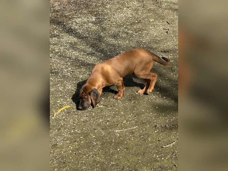 Bayrischer Gebirgsschweißhund