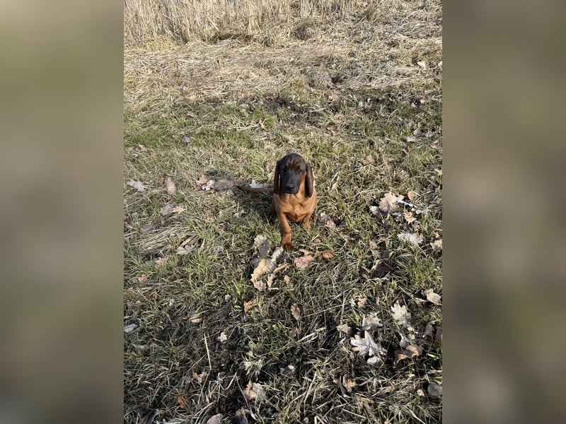 Bayrischer Gebirgsschweißhund