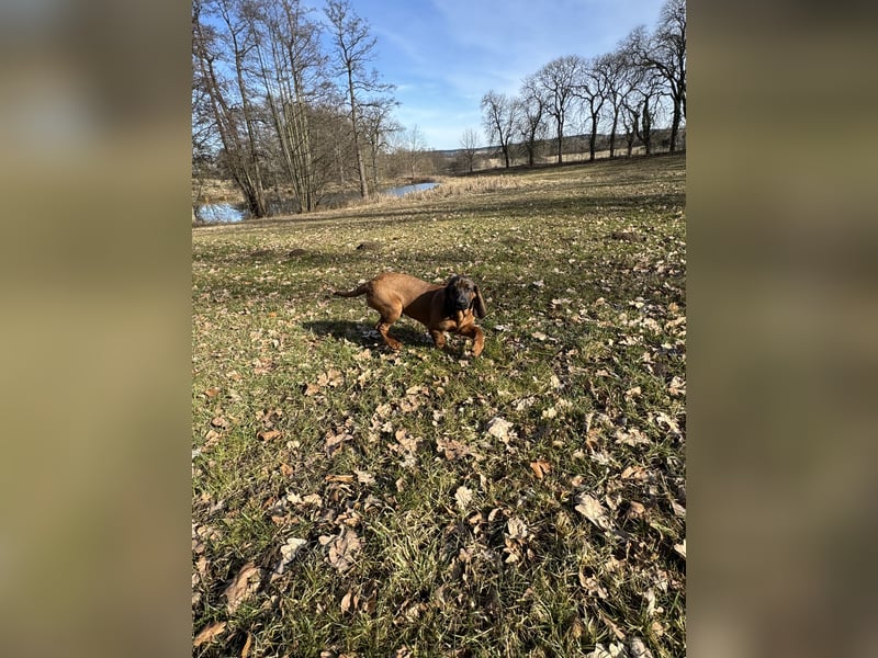 Bayrischer Gebirgsschweißhund