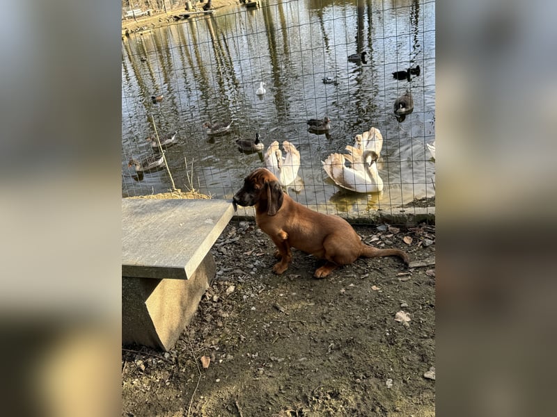 Bayrischer Gebirgsschweißhund