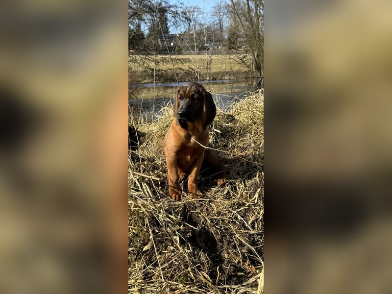 Bayrischer Gebirgsschweißhund