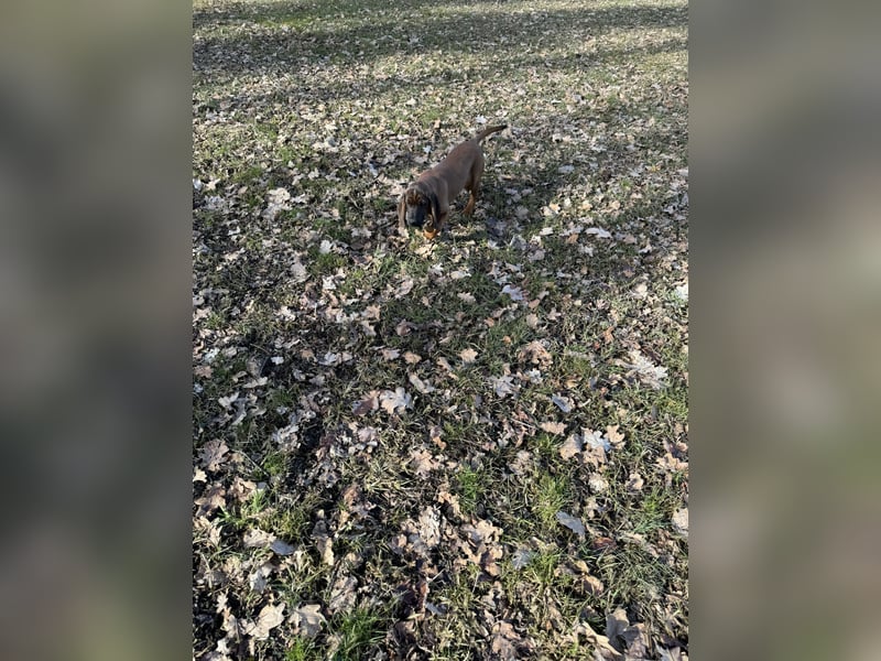 Bayrischer Gebirgsschweißhund