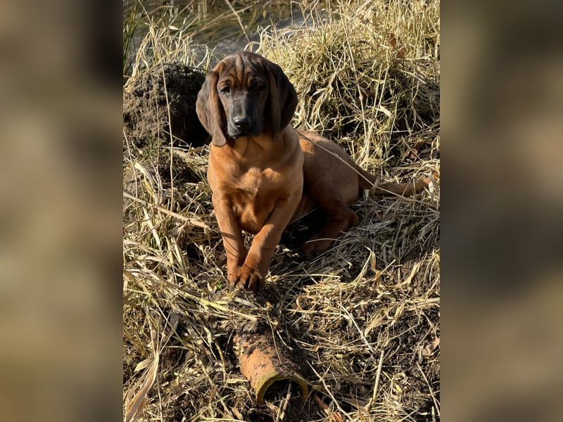 Bayrischer Gebirgsschweißhund